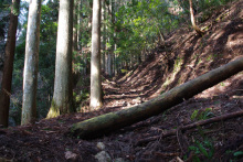 ミモザのブログ