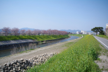 ミモザのブログ