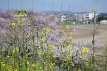 ミモザのブログ