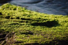 ミモザのブログ