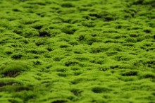 ミモザのブログ